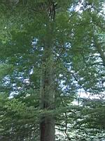 Hetre fougere, Fagus sylvatica Asplenifolia (fam. Fagacees) (Europe) (Photo F. Mrugala) (2)